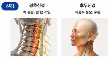 신경 - 경추신경, 후두신경