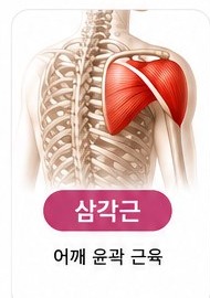 삼각근