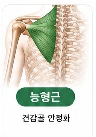 능형근